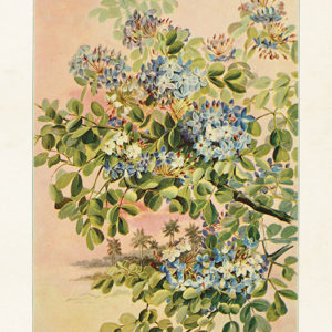 Poster - 18x24 cm / Pockenholz